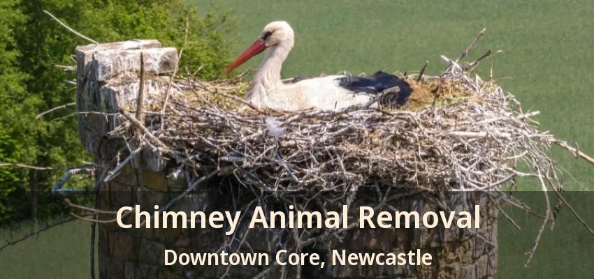 Chimney Animal Removal Downtown Core, Newcastle - ON