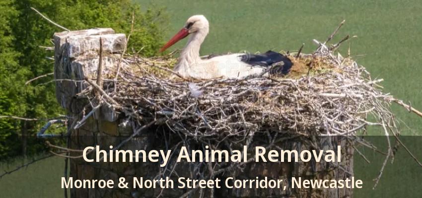 Chimney Animal Removal Monroe & North Street Corridor, Newcastle - ON