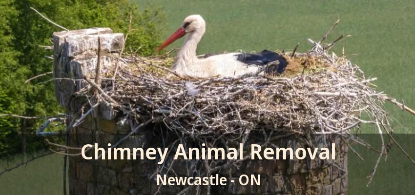 Chimney Animal Removal Newcastle - ON