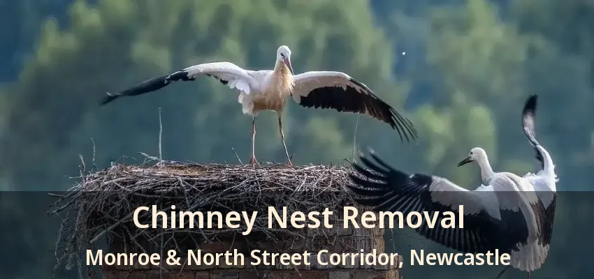 Chimney Nest Removal Monroe & North Street Corridor, Newcastle - ON
