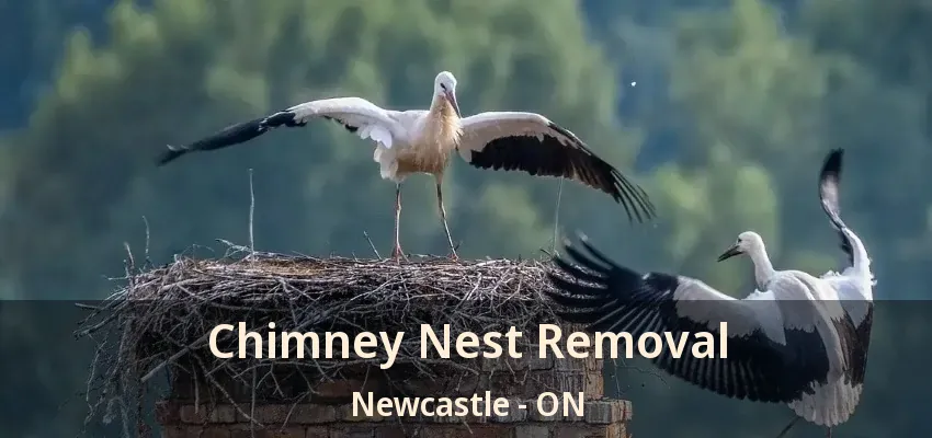 Chimney Nest Removal Newcastle - ON